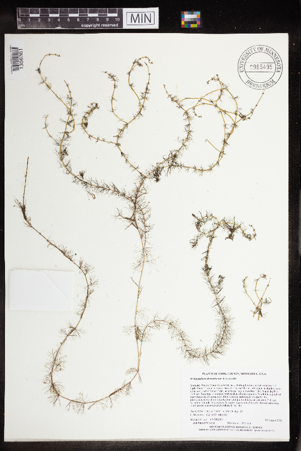Myriophyllum alterniflorum image