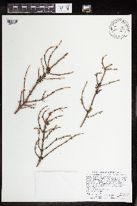 Arceuthobium pusillum image