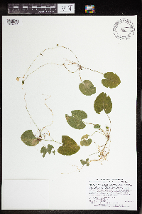 Viola minuscula image