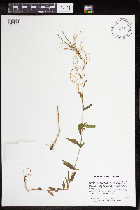 Epilobium densum image