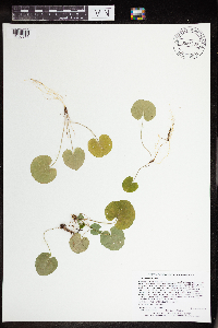 Viola renifolia image