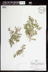 Hypericum boreale image