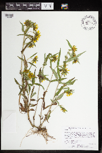 Bidens cernua image