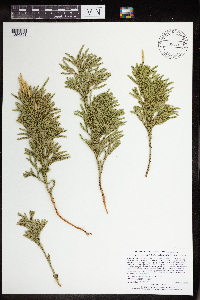 Dendrolycopodium hickeyi image