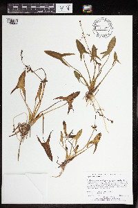 Sagittaria latifolia image