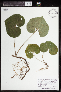 Asarum canadense image