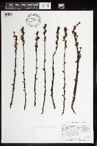 Monotropa hypopitys image