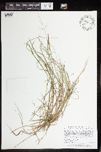 Torreyochloa pallida var. fernaldii image