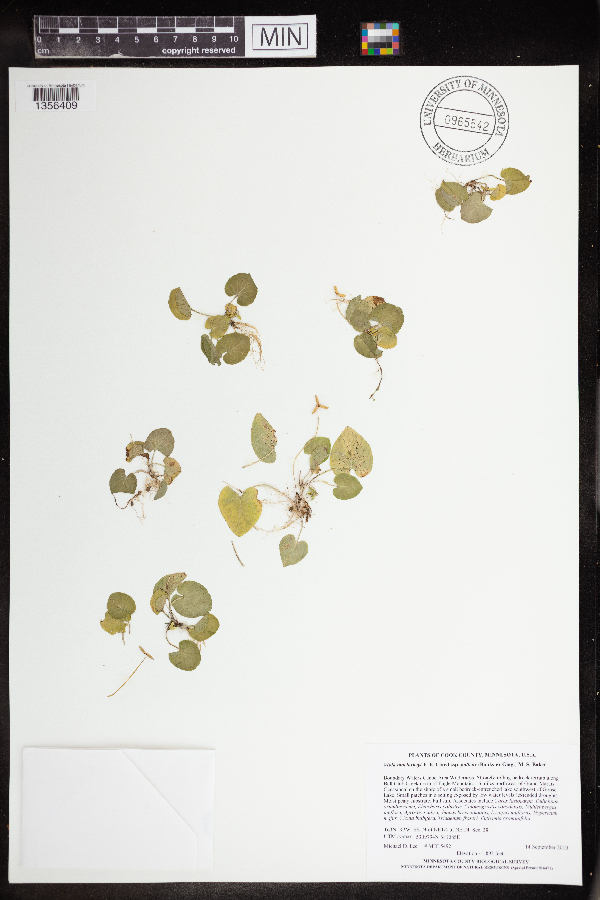 Viola minuscula image