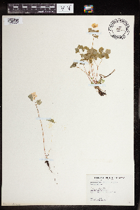 Thalictrum thalictroides image