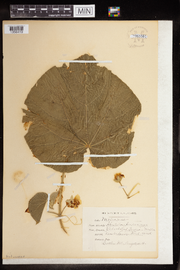 Abutilon avicennae image