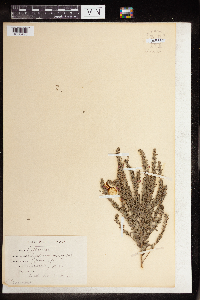 Lythrum hyssopifolia image