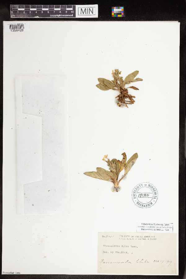 Stenandrium dulce image