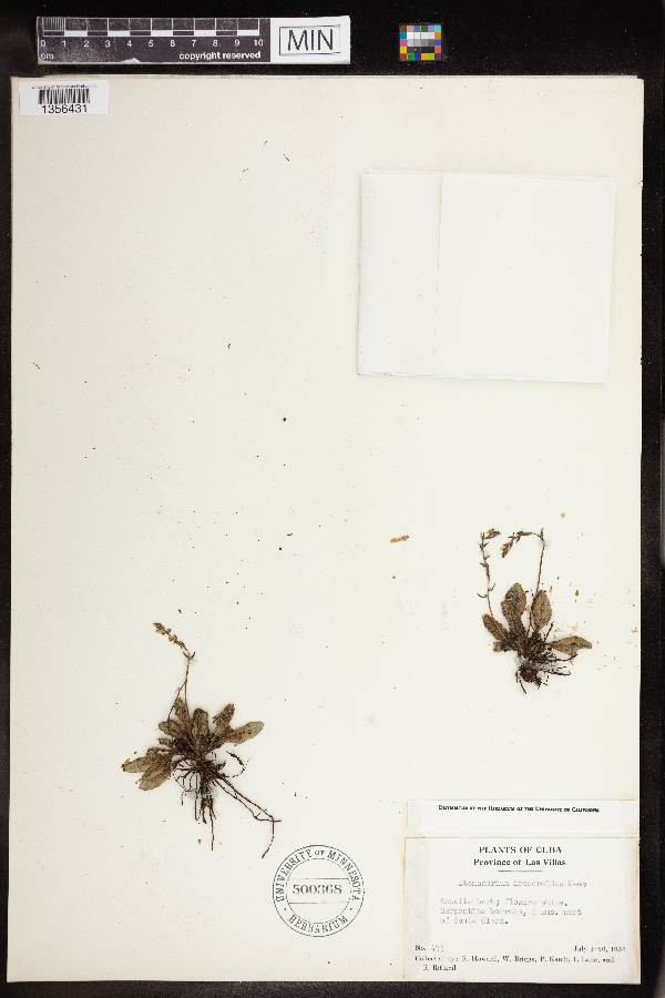 Stenandrium droseroides image