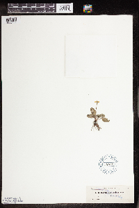 Stenandrium droseroides image