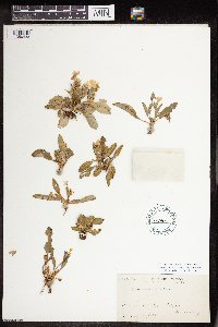 Stenandrium dulce image
