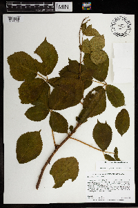 Rubus wisconsinensis image