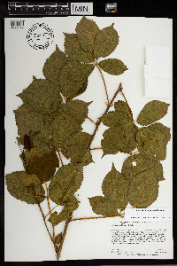 Rubus wisconsinensis image