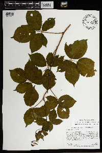 Rubus wisconsinensis image