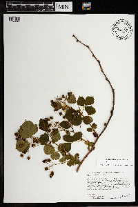 Rubus wisconsinensis image