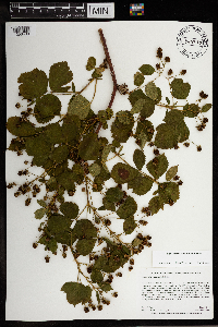 Rubus wisconsinensis image