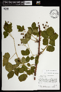 Rubus wisconsinensis image