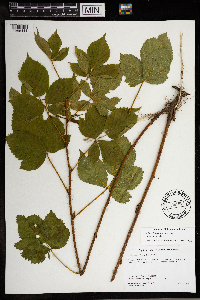 Rubus dissensus image