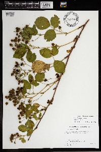 Rubus dissensus image