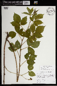 Rubus dissensus image