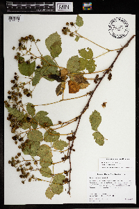 Rubus dissensus image