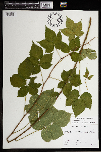 Rubus heterophyllus image
