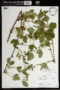 Rubus heterophyllus image