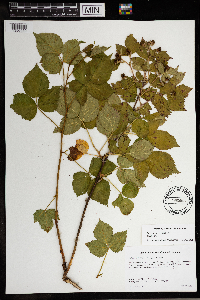 Rubus frondosus image