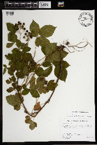 Rubus superioris image