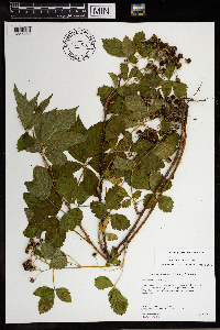 Rubus dissensus image