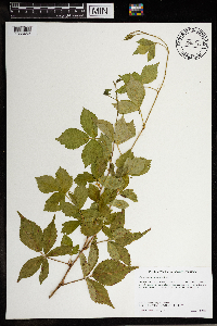 Rubus wisconsinensis image