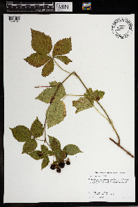 Rubus wisconsinensis image