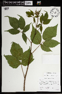 Rubus canadensis image