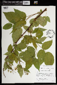 Rubus canadensis image