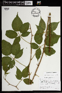 Rubus regionalis image