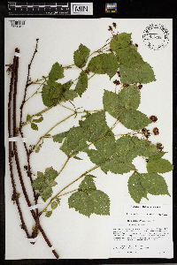 Rubus regionalis image