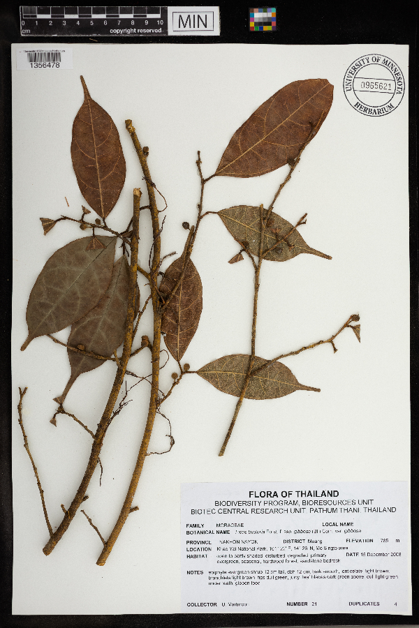 Ficus tinctoria var. gibbosa image