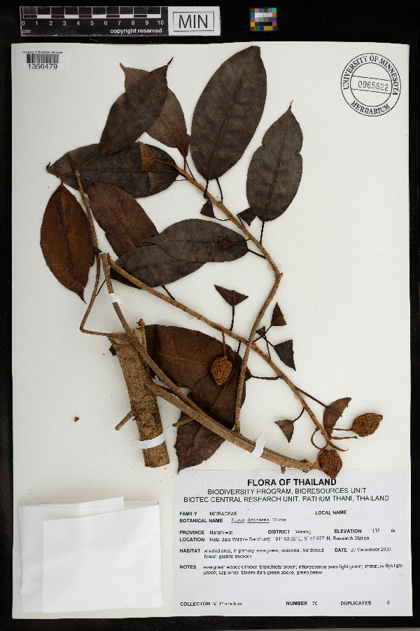 Ficus depressa image