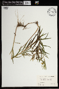 Media resource of Euthamia graminifolia