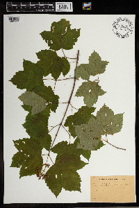 Viburnum acerifolium image