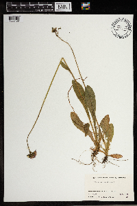 Hieracium aurantiacum image