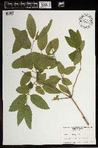 Lonicera canadensis image