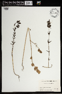 Rhinanthus minor image