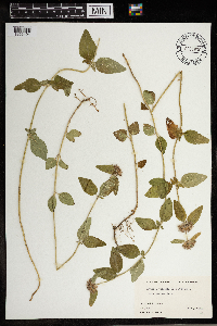 Clinopodium vulgare image