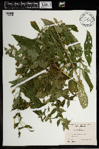 Mimulus ringens image